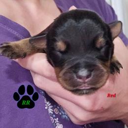 Red - Black and mahogany male Rottweiler puppy in Tangent, Oregon from Raya's Royals