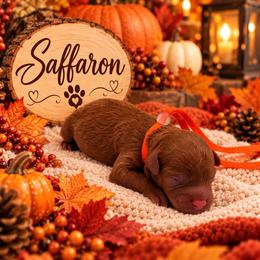 Saffron - Red  female Poodle puppy in Southampton, New Jersey from Lavishly Loved Pets LLC