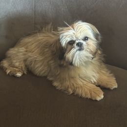 Reba - Shih Tzu