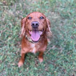 Martyn - English Cocker Spaniel