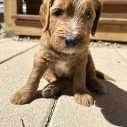 Goldendoodle Puppies from Hilltop Goldendoodles