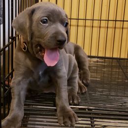 Weimaraner Puppies from LAAT Weims