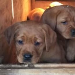 Labrador Retriever Puppies from KC Labradors