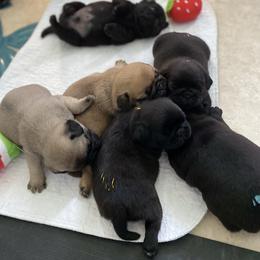Pug puppies from Living the Dream Pugs of Jacksonville Florida