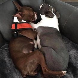 Boston Terriers from Moore Bostons 2 Love