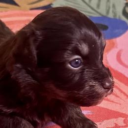 Valentino - Chocolate male Havanese puppy in Arizona from HavaDoggie