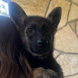 Boy 1 - Sable male German Shepherd puppy in Boerne, Texas from Sudenblick German Shepherds