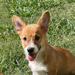 Mr silver - Red male Pembroke Welsh Corgi puppy in Adairsville, Georgia from R&R Corgis