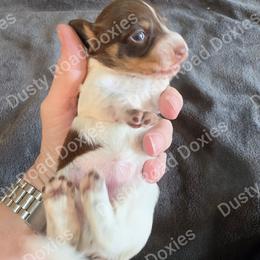 Nora - Piebald female Dachshund puppy in Blanchard, Oklahoma from Dusty Road Doxies