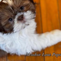 Snickerdoodle - Shih Tzu