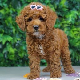 Nala - Red  female Goldendoodle puppy in Brandon, Florida from Murphys Doodles
