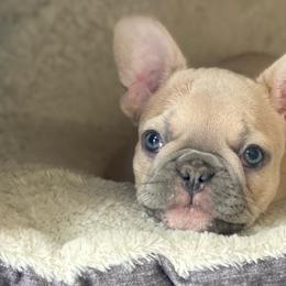 French Bulldogs from Bully Mates