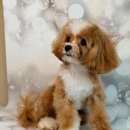 Gizmo - Apricot male Maltipoo puppy in Georgetown, Texas from Mc Doodles of Texas LLC
