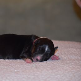 Red - Black tri-color female Australian Shepherd puppy in Pilot, Virginia from Obsidian Australian Shepherd