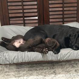 Labrador Retriever Puppies from Westport Labradors