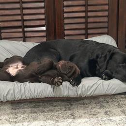 Labrador Retriever Puppies from Westport Labradors
