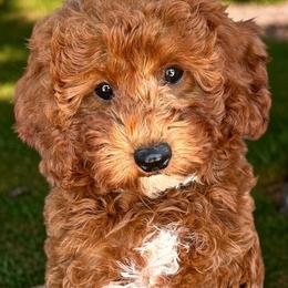 Poppy - Cavapoo