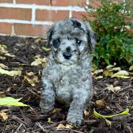 Cosmo- Price 2500. - Blue merle male Aussiedoodle puppy in Midlothian, Texas from Gray Doodles