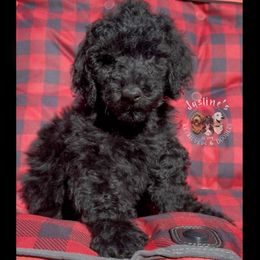 Gelato - Black male Goldendoodle puppy in Sterling, Connecticut from Justine’s Retrievers and Doodles