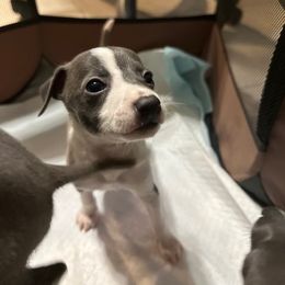 Italian Greyhound Puppies from Castro’s Italian greyhounds