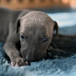 Smoke - Blue brindle male Whippet puppy in Gentry, Arkansas from Mardel Robeson of Mulberry Hollow Whippets