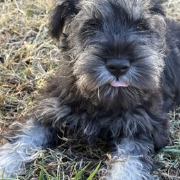 Black collar - Salt and pepper male Miniature Schnauzer puppy in Smyrna, Tennessee from Moore's Miniature Schnauzers