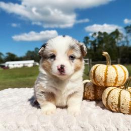 Bloom - Blue merle and white female American Corgi puppy in Inverness, Florida from Canaan Farm Corgis