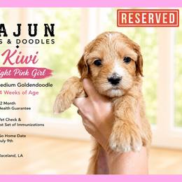 Daisy: Light Pink Collar - Apricot female Goldendoodle puppy in Raceland, Louisiana from Cajun Doodles