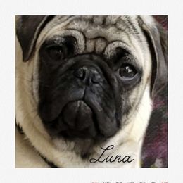 Luna - Pug