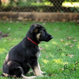 German Shepherd Puppies from Bmeerhuis German Shepherds