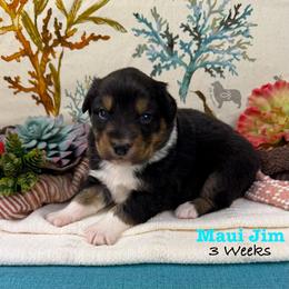 Maui Jim - Black tri-color male Australian Shepherd puppy in El Dorado Springs, Missouri from OR Aussies