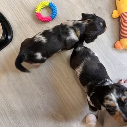 Dachshund Puppies from Royalty Grove Dachshunds
