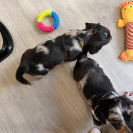 Dachshund Puppies from Royalty Grove Dachshunds