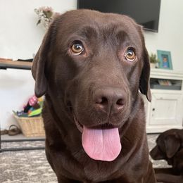 Labrador Retrievers from Lee Labradors