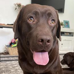 Labrador Retrievers from Lee Labradors