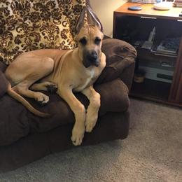 Great Dane Puppies from F&B Kennels