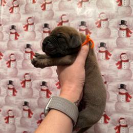 Bambino - Blue male Great Dane puppy in Jerusalem, Arkansas from Mara Danes