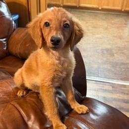 Ollie - Apricot male Goldendoodle puppy in Centralia, Missouri from Oodles Of Doodles Mo.
