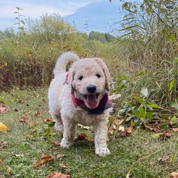Clementine- light pink - Cream female Goldendoodle puppy in Carlton, Minnesota from Lakeside Doodles MN