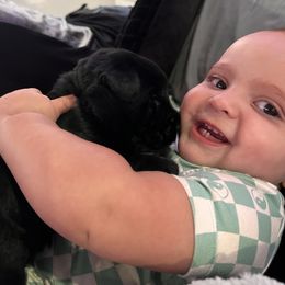 Giant Schnauzer Puppies from Toledo Bend Giants Vom Zitronen