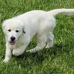 Golden Retriever puppies from Edge Farm LLC