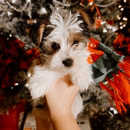 Strudel - Biewer Terrier puppy in Branford, Connecticut from CT Fuzzy Bugs - Biewer Terriers