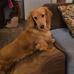 Dachshund puppies from Cross Bar