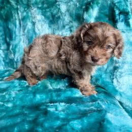 Chocolate Heaven - Merle male Cavapoo puppy in Knoxville, Tennessee from Rocky Top Cavapoos