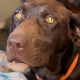 Labrador Retrievers from M&M Chocolate Labs