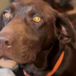 Labrador Retrievers from M&M Chocolate Labs