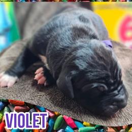 Violet - Black female Great Dane puppy in Brookings, South Dakota from Debonair Danes