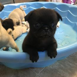 Bulldog, French Bulldog, and Pug Puppies from Royal destiny kennels
