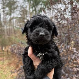 Daisy - Black female Yorkipoo puppy in Henderson, North Carolina from Dorans Danes and Doodles