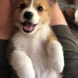 Pembroke Welsh Corgi Puppies from Tri-Star Stock Farm